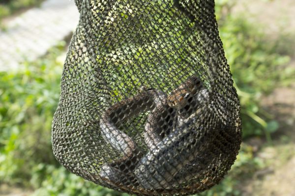 Snake Eradication