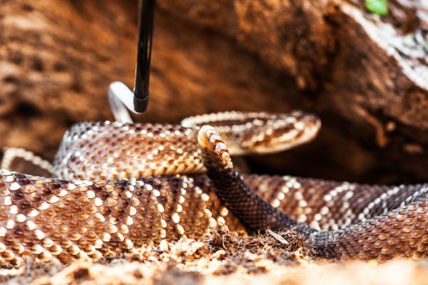 Snake Trapping