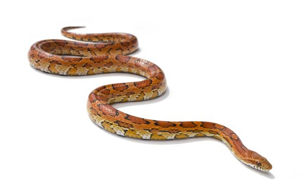 Snake Elimination Service