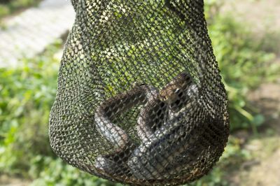 Snake Extermination