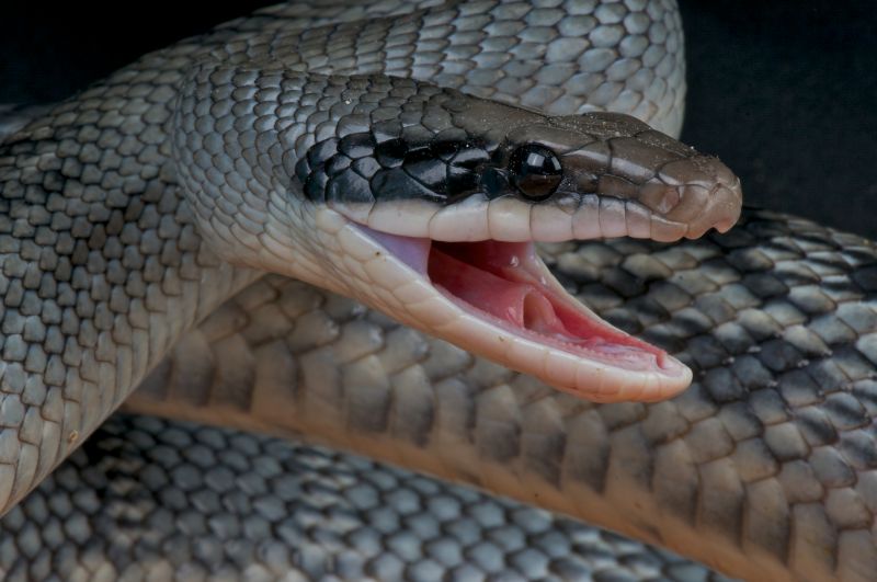 Snake Extermination
