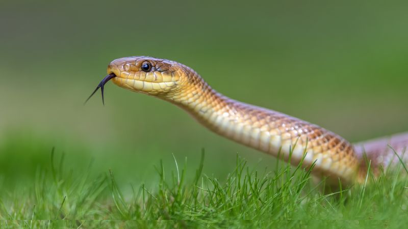 Snake Extermination