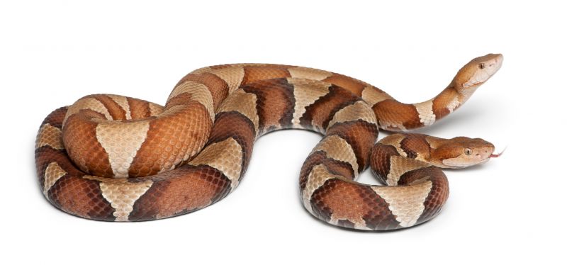 Identifying Venomous Vs. Non-Venomous Snakes And When To Call A Professional