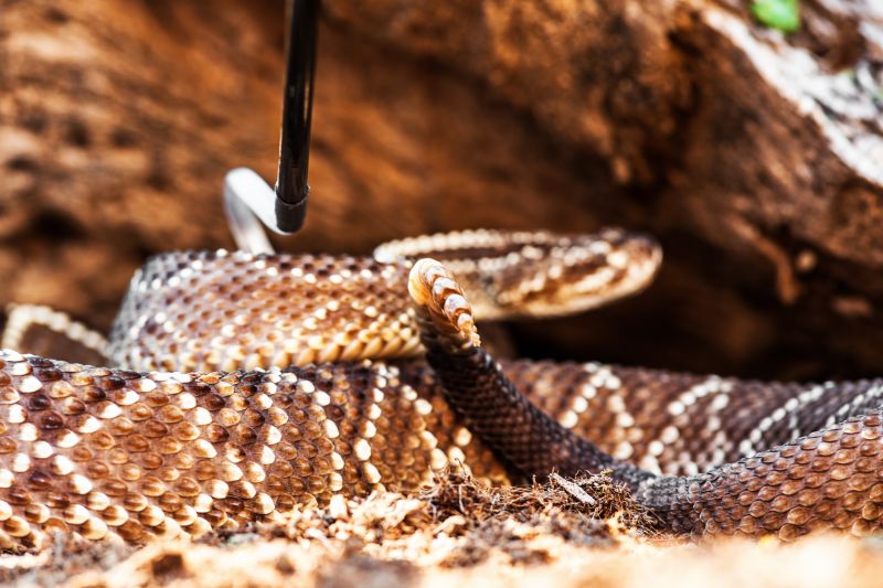 Signs Your Commercial Property Has A Snake Issue