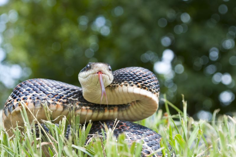 Snake Activity Peaks in Warm Months