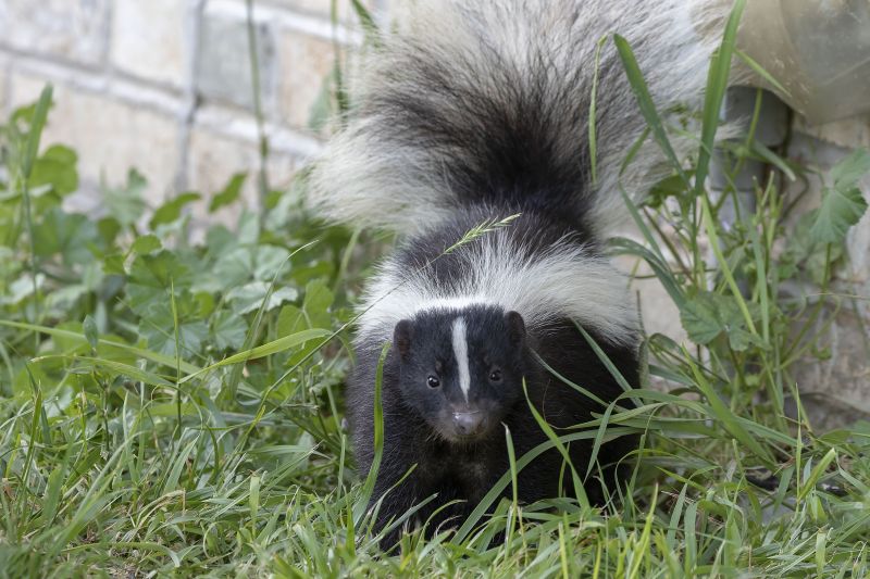 Skunk Activity