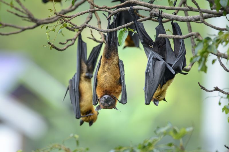 Bat Roosting