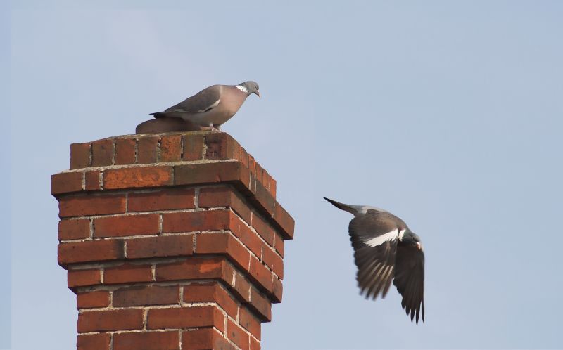 Bird Nesting in Chimney