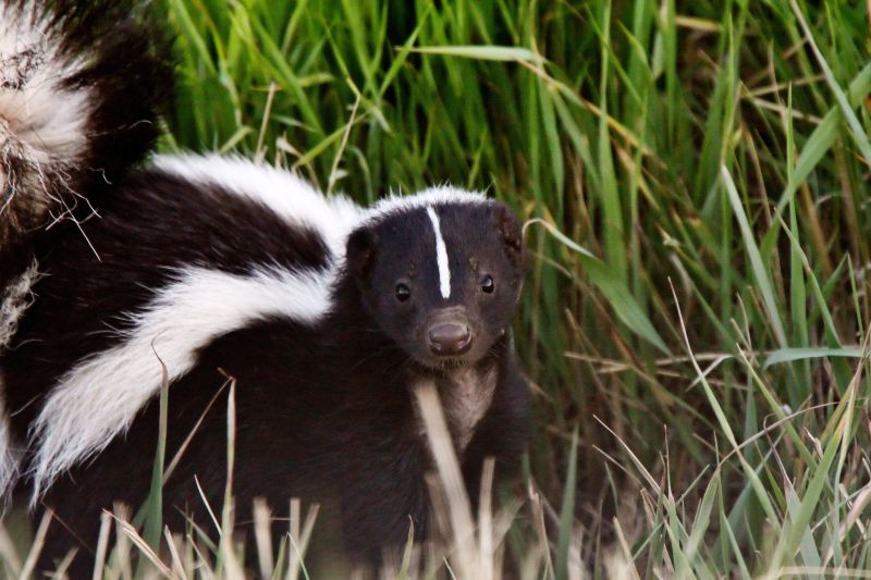 Skunk Near Property